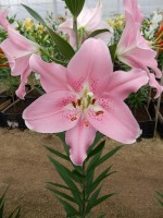 [4216 Companion No32.JPG]